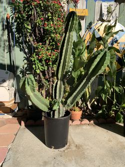 Peruvian apple cactus