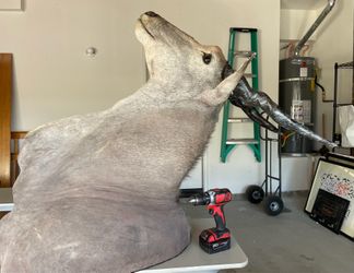 Massive African Animal Head Mount