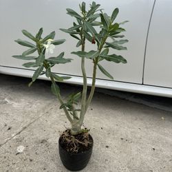 Desert Rose In Ceramic Pot 55$ Each