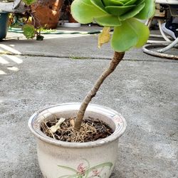 Artistic healthy Cactus and succulent plants