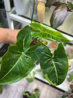 Syngonium Panda