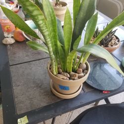 Sanseveria in terracotta and saucer$10