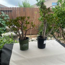 Lucky Jade Plant 