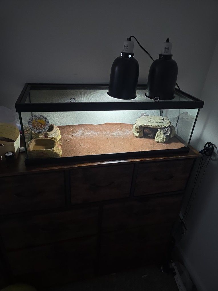 Bearded Dragon Enclosure