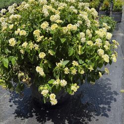 Large Lantana – 7 Gallon, Full & Blooming 🌼 ($50)