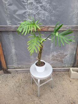 Split Leaf climber Plant 6" Nursery Pot