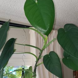 Syngonium Chiapense