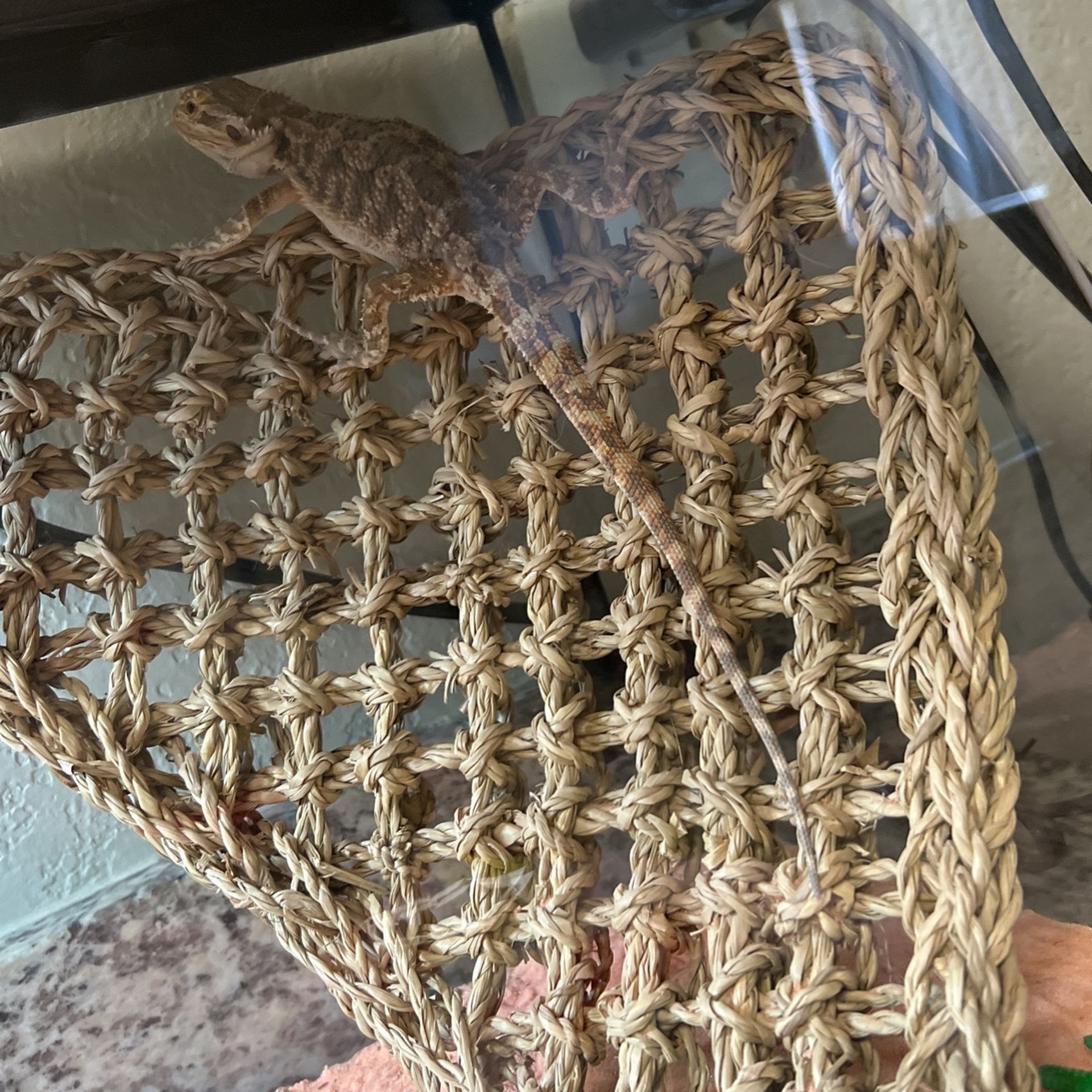 Pick Up ASAP Bearded Dragon