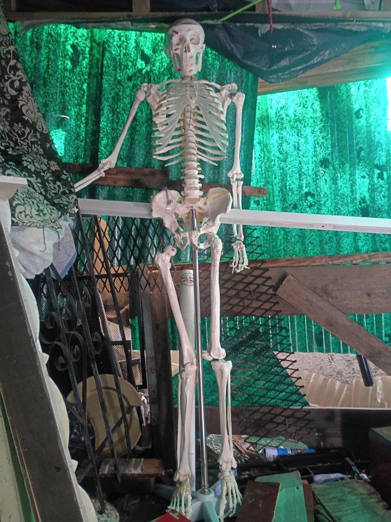 Artificial Medical Skeleton