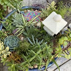 Succulent Arrangement 