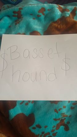 Basset hound