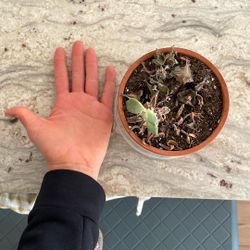 FREE pot, With Dying Succulent 