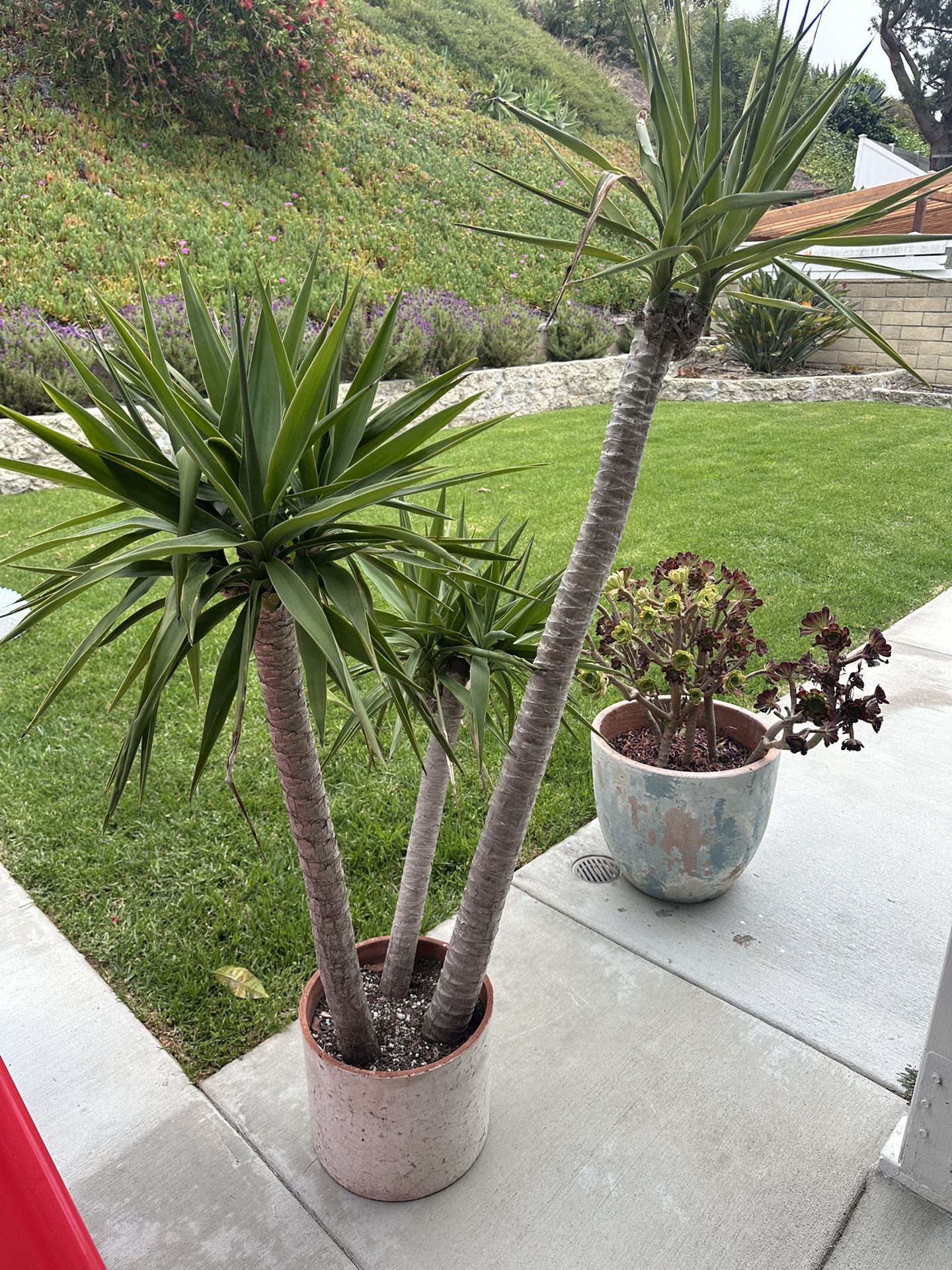 Succulent Plants