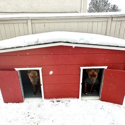 Dog House