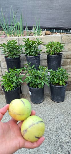 Pepino Melon Plant (人参果树) in 2 Gallon Pot. $15/each Pot.