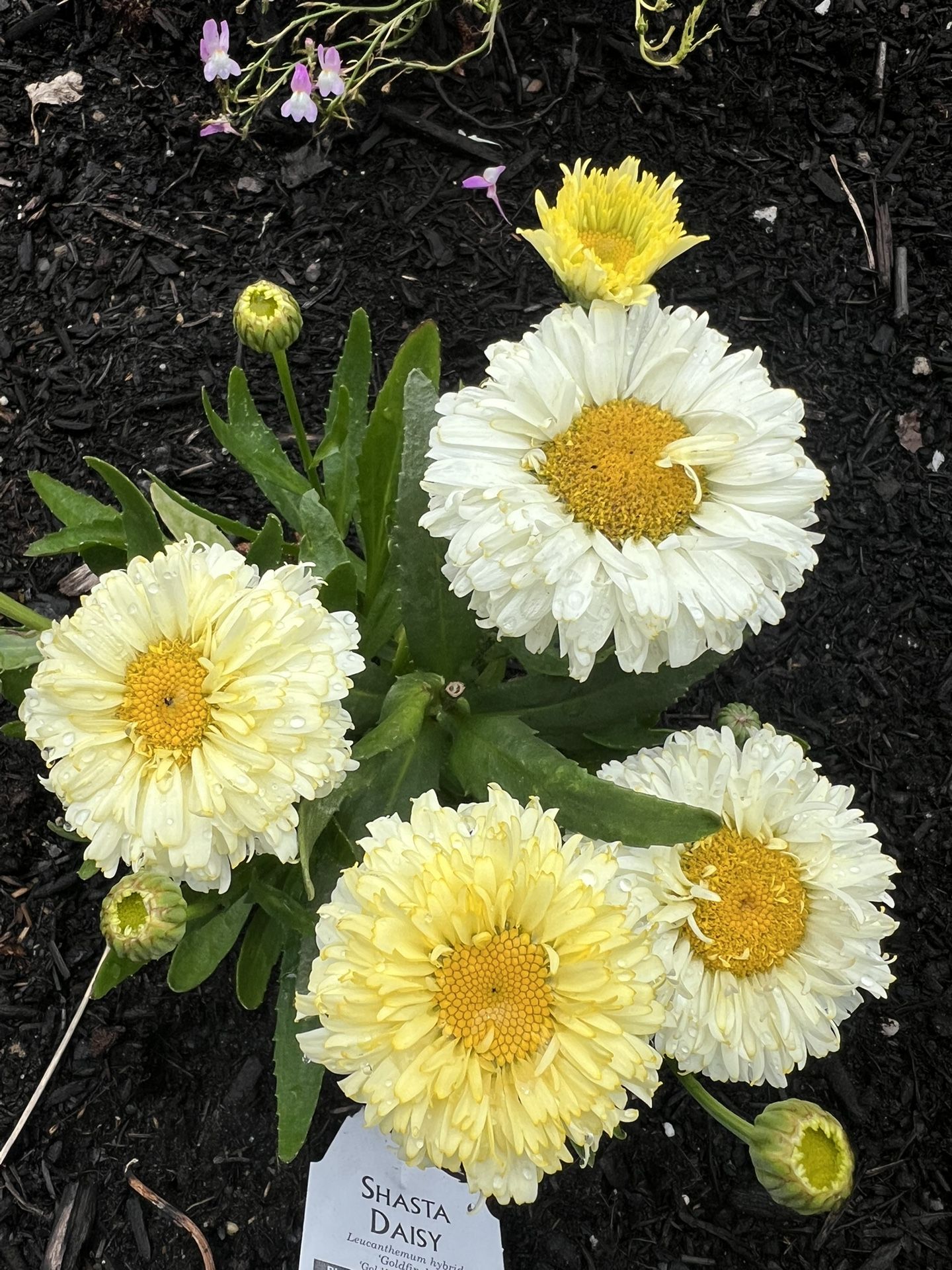 real dream daisy