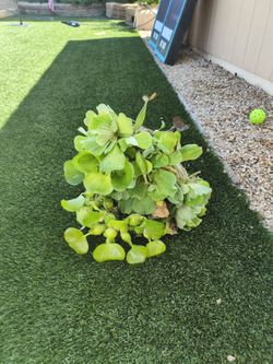 Water Hyacinth water lettuce