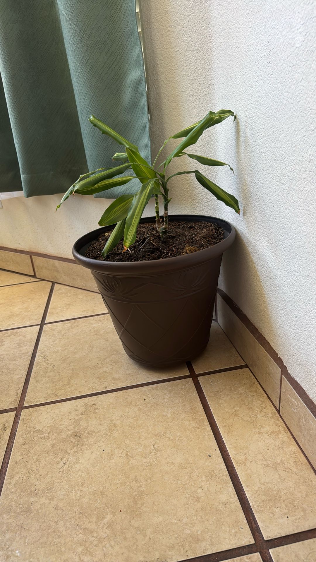 Plant Big Comes With A Big Pot And The Natural Plant Is Big And Beautiful