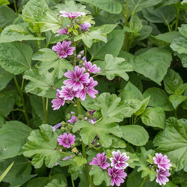 Potted seedlings Of French Hollyhock ( Malva Zebrina)