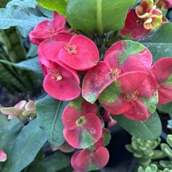 Planta De Corona De Cristo Flor Jumbo , En Maceta De 5 Gallone