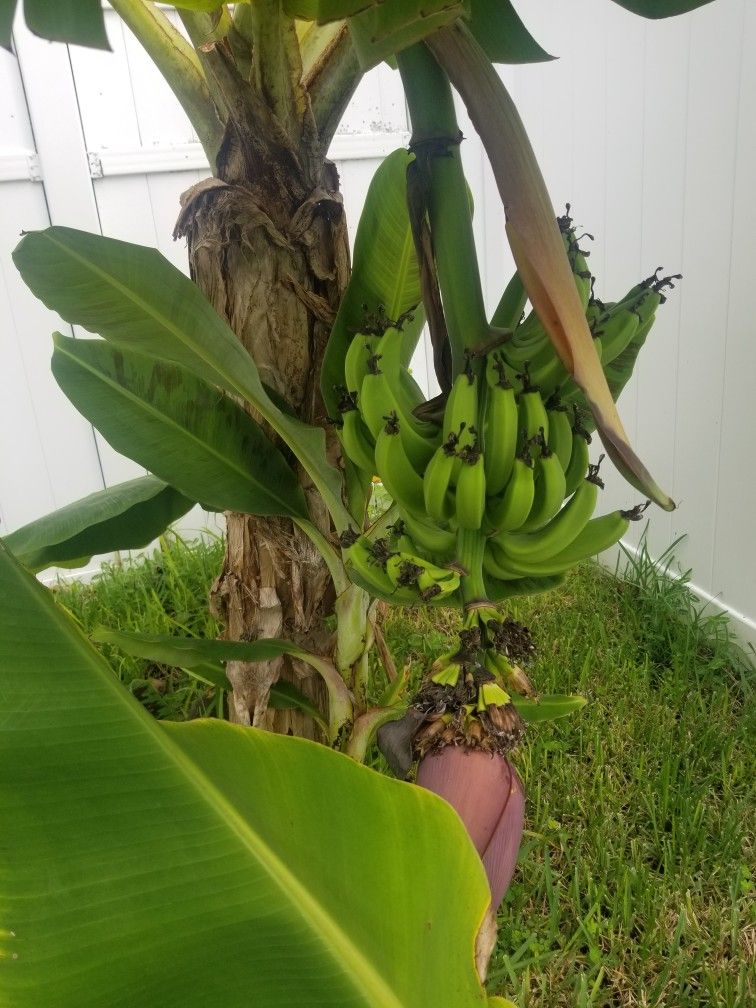 Banana Trees For Sell