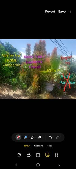 FREE... plants / trees/ shrubs...FREE