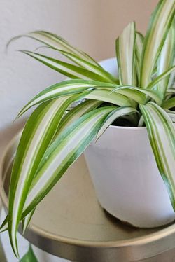 Spider plant