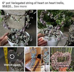 6” pot variegated string of hearts in a heart trellis; 95820