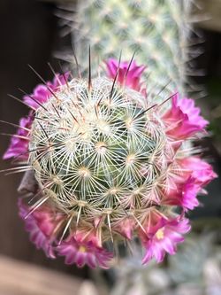 Powder Puffs Cacti In Bloom 