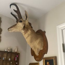 Pronghorn Taxidermy 