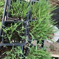 Wheatgrass Plants 