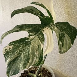 Monstera Albo Cutting | Rooted | Nice Variegation | Rare Plants M1
