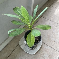 Hawaiian  Yellow Plant