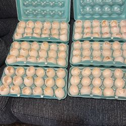Selling Over 100 Dozen White Egg Shells