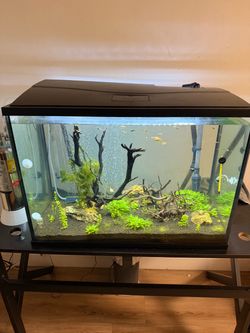 Fully cycled aquarium