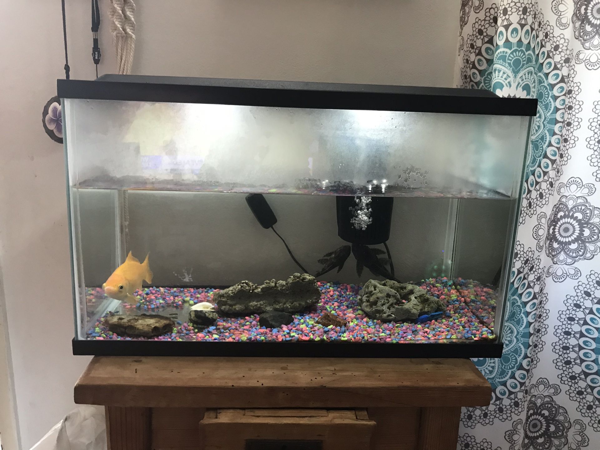 Aquarium Includes: 3 Fish, Food, Small Table, Filters, 2 Black Fish Are The Fish Tank Cleaners . Asking $45.00 For Everything