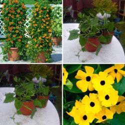 Black eyed susan vine 2 Plants for$8