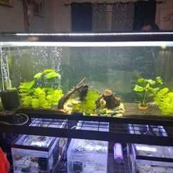 Fish Tank For Sale Everything Included 