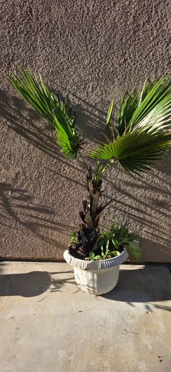 Potted Fan Palm / Mexican Fan Palm