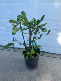 Kaffir lime ( Chanh Thai La so 8)