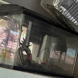 Fish Tank 