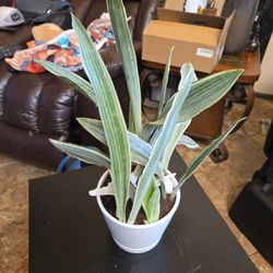 Sansevieria Sayuri  Plant In 7in Pot With Shells 