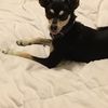 Sammy