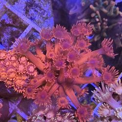 Reef Tank Decor Metallic Red Goni 