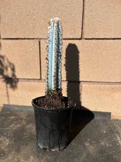 Blue Torch Cactus