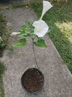 Devil's trumpet 🎺 plant