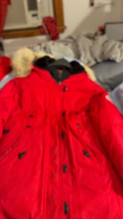 Canada goose