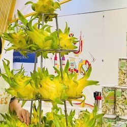 Yellow Dragon Fruits Plantings Pot& Plants 