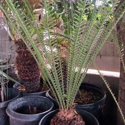 Sago Palm