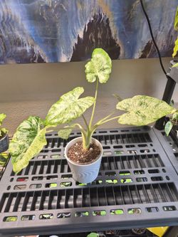 Alocasia